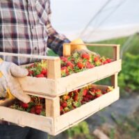 Farmer_Strawberries Farmer_Strawberries