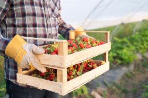 Farmer_Strawberries