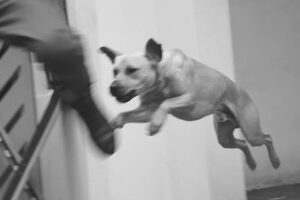 DogAttack2 DogAttack2