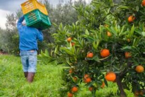 Worker_Agric Worker_Agric