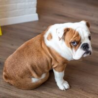 DogGuilty DogGuilty