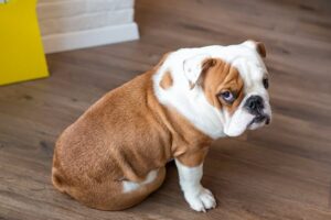 DogGuilty DogGuilty