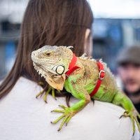 Iguana2